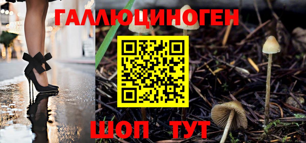 Псилоцибиновые грибы Psilocybine cubensis Дмитров